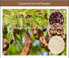 Tamarind Gum